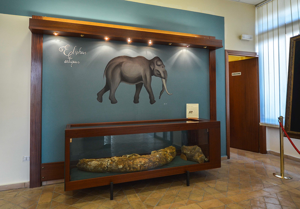 Resti di elephas antiquus - Museo della Città - Aquino